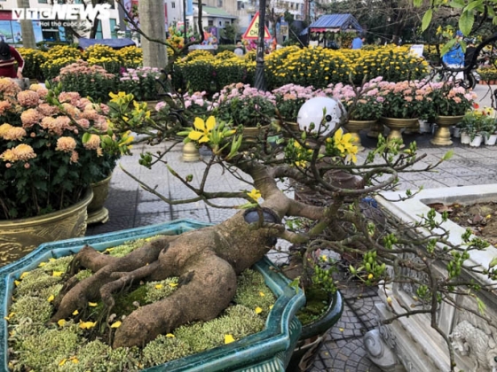 5 Ngam Nhung Cu Mai Duoc Het Gia Tram Trieu Don Tet Nham Dan