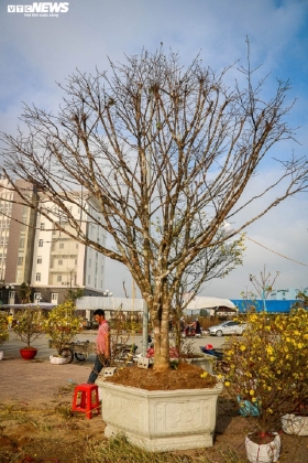 7 Ngam Nhung Cu Mai Duoc Het Gia Tram Trieu Don Tet Nham Dan