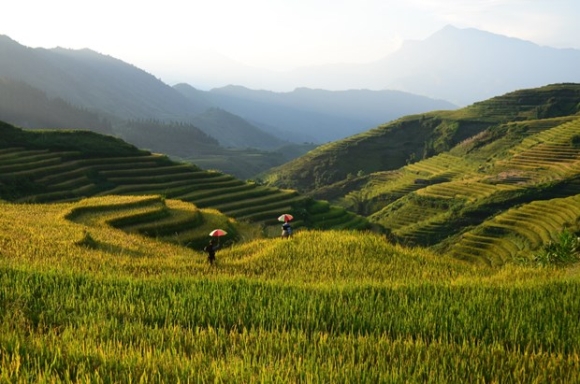 Ruộng bậc thang vào mùa lúa chín đẹp như phim đang gây "sốt rần rần" ở Sa Pa