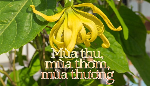 Mùa thu, mùa thơm, mùa thương