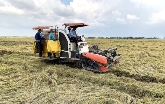 'Nông dân trồng lúa lời 100%': Nhiều bạn đọc nói 'báo cáo láo'