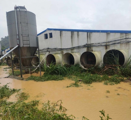 Đau xót nhìn cảnh nước lũ cuốn trôi hơn 1.100 con lợn của một chủ trại ở Thanh Hóa, thiệt hại 3 tỷ đồng