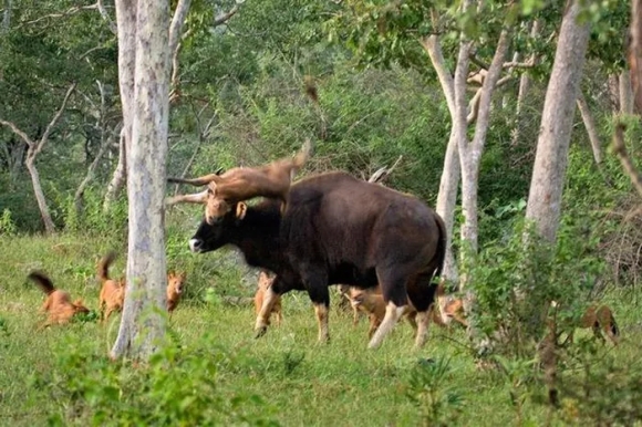 4 Loai Cho Quy Hiem Co Trong Sach Do Viet Nam Dam San Ca Ho Rang Sac Hon Dao Cao