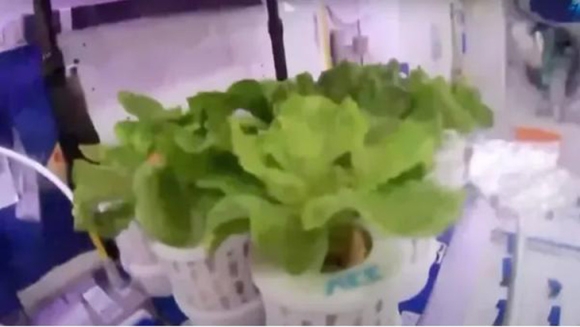 Trung Quốc trồng rau và cà chua trên Trạm vũ trụ Thiên Cung