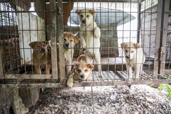 Trước lệnh cấm ăn thịt chó, người Hàn Quốc phản ứng dữ dội