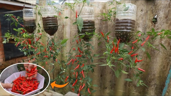 Cách trồng ớt treo ngược ở ban công, vừa đẹp vừa tiết kiệm diện tích lại sai trĩu quả hơn nhiều