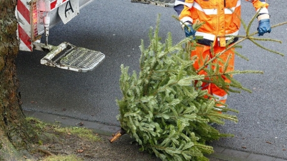 Cách người Đức thu gom cây thông sau lễ Giáng sinh