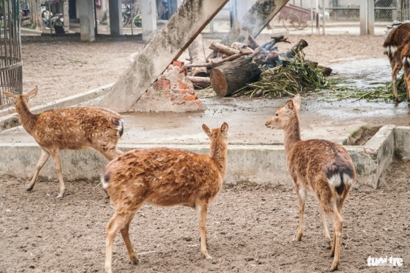 9 Xot Xa Canh Khi Vooc O Vuon Thu Ha Noi Co Ro Om Nhau Trong Gia Ret