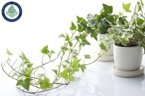 3 7 Loai Cay Trong Nha Giup Thanh Loc Khong Khi Ngan Nam Moc Gay Hai Suc Khoe