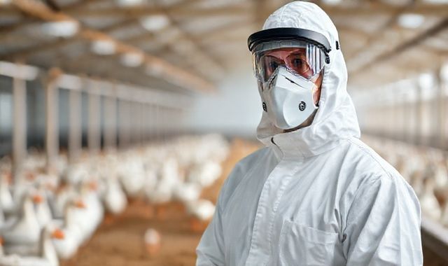 Đức đối mặt với dịch cúm gia cầm: gần 1 triệu gia cầm bị tiêu hủy