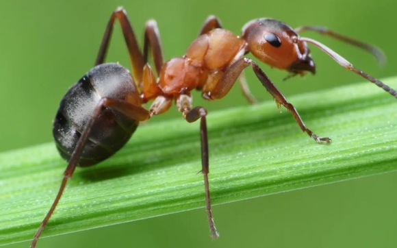 1 7 Loai Cay Kien Rat Ngai Dung Mat Thay La Se Quay Dau