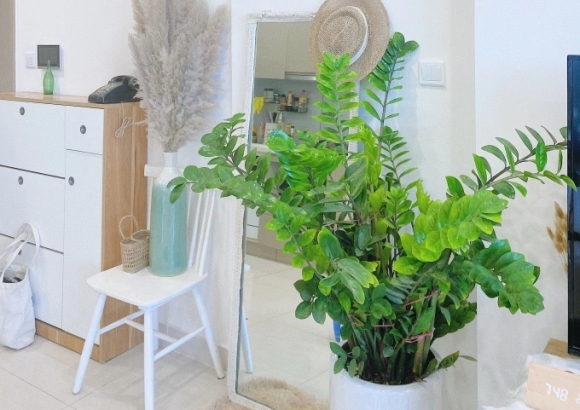 1 Cach Bo Tri Cay Xanh Loc Khong Khi Giam O Nhiem Bui Trong Nha