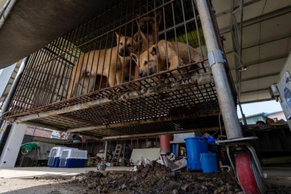 1 Han Quoc Sap Chia Tay Thit Cho Gan 80 Trang Trai Dong Cua Truoc Han Cam 2027