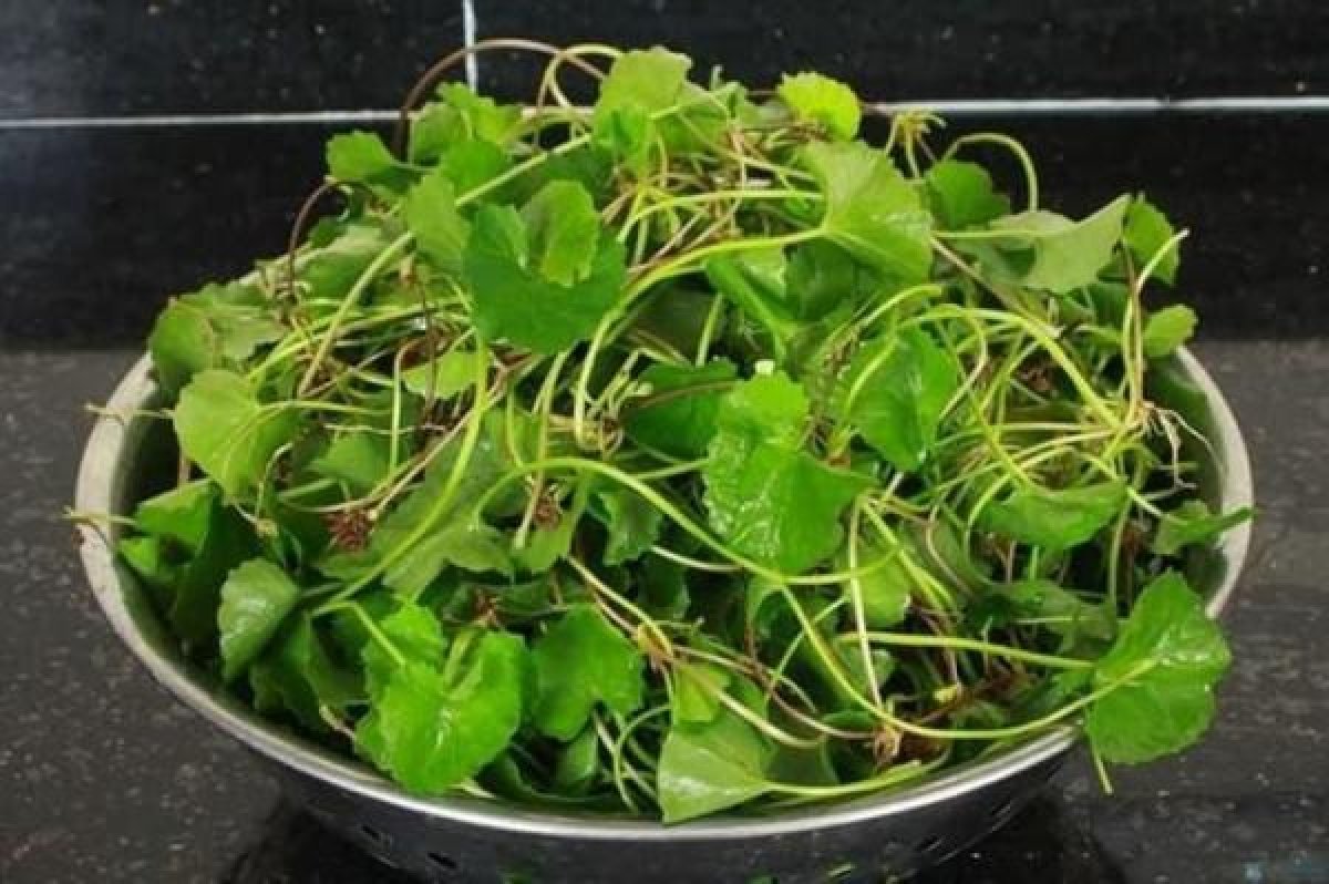 1 Nhung Loai Rau Nen Duoc Uu Tien De Giai Doc Gan Sau Tet